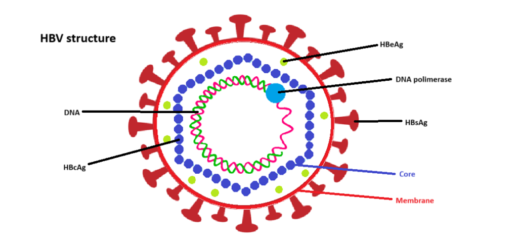 Hepatitis B Virus structure.